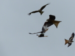 FZ015474 Red kites (Milvus milvus).jpg